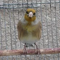 سهره قناری مست خون شلاقی پررو|پرنده|مشهد, شهرک مهر آباد|دیوار