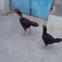 مرغ وخروس محلی