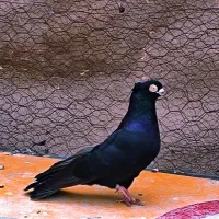 زاغ آبادانی تسو و صرب|پرنده|اردستان, |دیوار