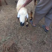 گوسفند|حیوانات مزرعه|توکهور, |دیوار