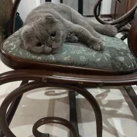 واگذاری گربه اسکاتیش فولد