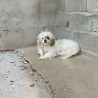 سگ شیتزو|سگ|شاهین دژ, |دیوار