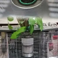 چراغ قدیمی  قابل استفاده