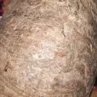 سنگ فسیل قدیمی