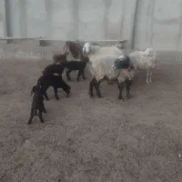 گوسفند بره دار|حیوانات مزرعه|شیراز, باجگاه|دیوار