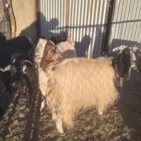 بزدورگه|حیوانات مزرعه|مود, |دیوار