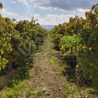 فروش باغ ۵۰۰۰ متر