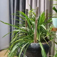 گل گندمی|گل و گیاه طبیعی|مشهد, هفت تیر (نه دره)|دیوار