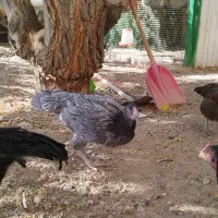 لاری، خروس مینیاتوری