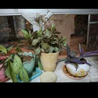 فروش چند عدد گیاه خانگی|گل و گیاه طبیعی|لنجان, |دیوار