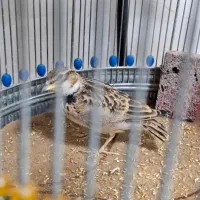 پرنده رام و دستی سهره قناری