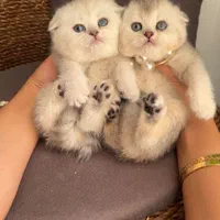 بچه گربه های اصیل و نایس( ایران کتز)