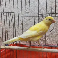 قناری نر طلایی خوش رنگ سالم و جوان بخون