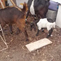 بز ماده با بزغاله با یه بز نر یه بز ماده ابستن|حیوانات مزرعه|کوهین, |دیوار