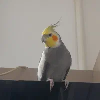 عروس هلندی  ، گمشده