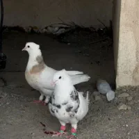 کفتر کبوتر
