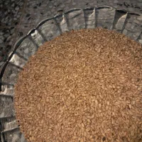 گندم بذری ازادگان زیر قیمت بوجاری درجه 111