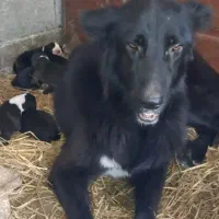 توله دوماهه ی نر و دو تا ماده