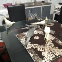 فروش عروس هلندی دو ماهه منصفانه|پرنده|میانه, |دیوار