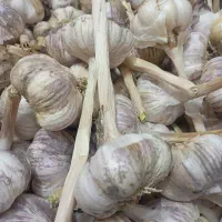 سیر تازه امسالی خشک