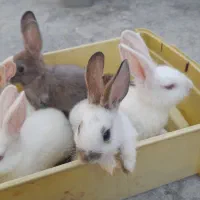 خرگوش