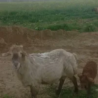 قوچ موغانی
