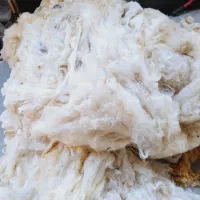 پشم فروشی|رختخواب، بالش، پتو|تبریز, |دیوار