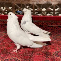 کبوتر نوک قنار|پرنده|الوند, |دیوار