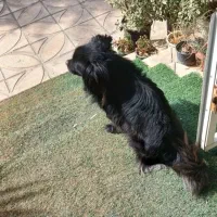 سگ پاکوتاه اشپیتز نر