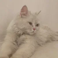 واگذاری گربه پرشین