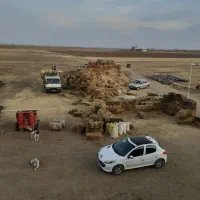 کلش،گندم سیاهی دارد