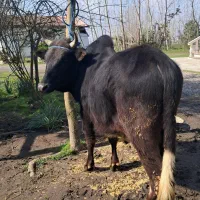 ورزای محلی داشتی