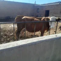 گاو و گوساله