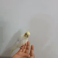 عروس هلندی زعفرونی