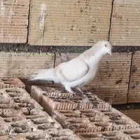 ساده هفت رنگ