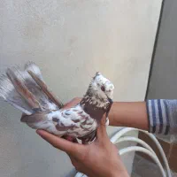 کبوتر