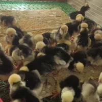 ای خوشگلا دارم برا فروش جوجه لهستانی10روز
