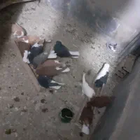 کفتر قشنگ و سالم