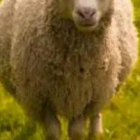 4گوسفند نسیه بفروش میرسد