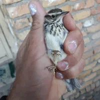 سهره خاکی و سهره سینه سرخ