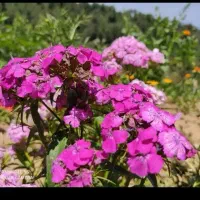 مسافر رشت هستم