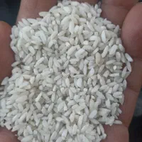 برنج چمپا کوهمره