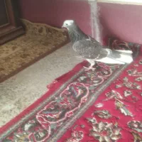 کبوتر شازده|پرنده|کمیجان, |دیوار