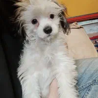 توله شیتزو 8ماهه