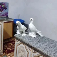کفتر کاکلی پری|پرنده|تبریز, |دیوار
