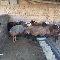 گوسفند و میش آبستن جوان فشندی|حیوانات مزرعه|رامجین, |دیوار