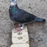 کبوتر|پرنده|بوشکان, |دیوار