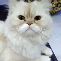 گربه پرشین باهوش و تربیت شده