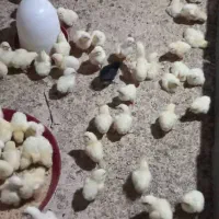 جوجه محلی دو رگه جوجه گوشتی بلدرچین تخم گذار