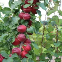 نهال گیلاس ابدار